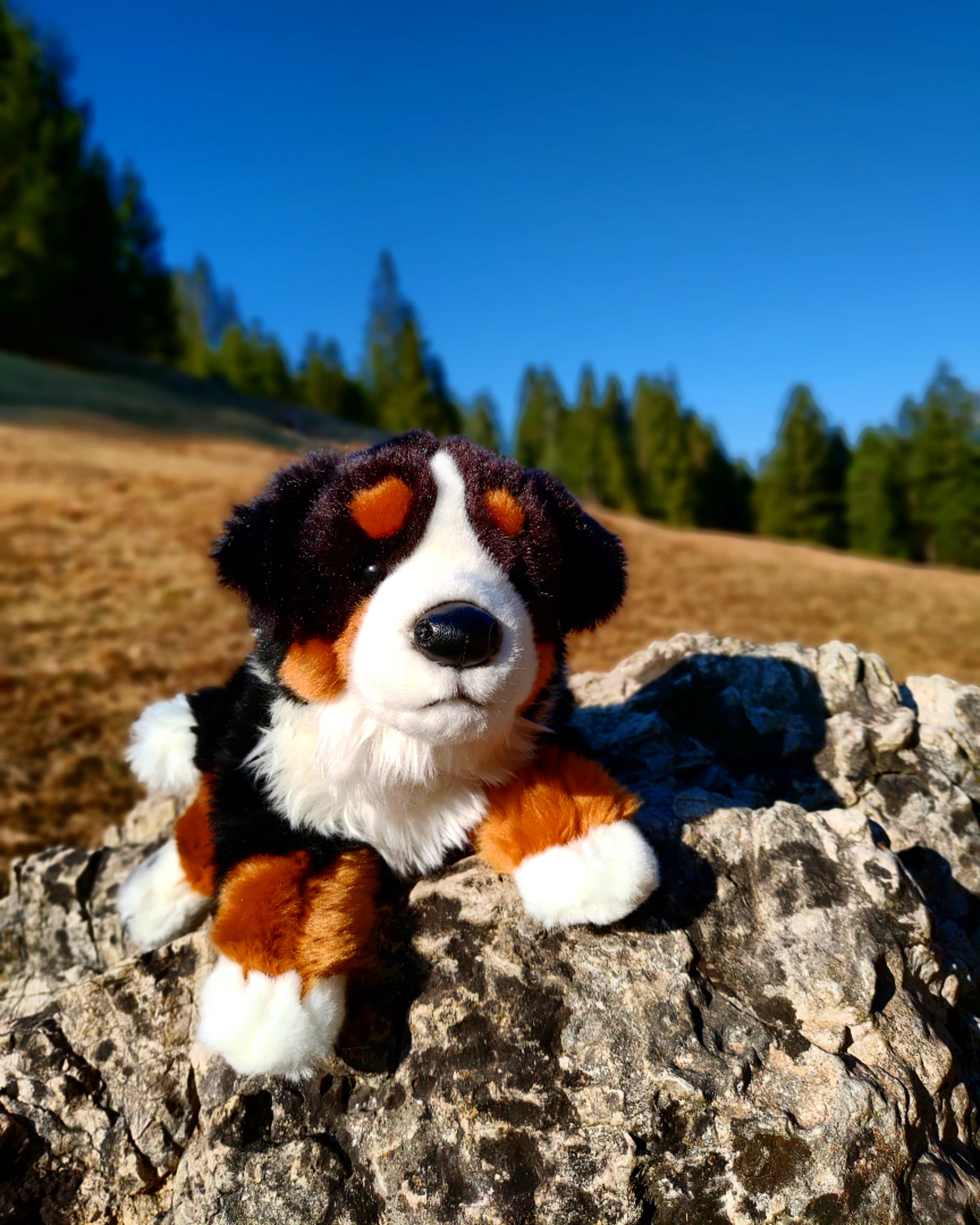 Berner-Sennenhund-Kuscheltier-Plüschtier-Stofftier
