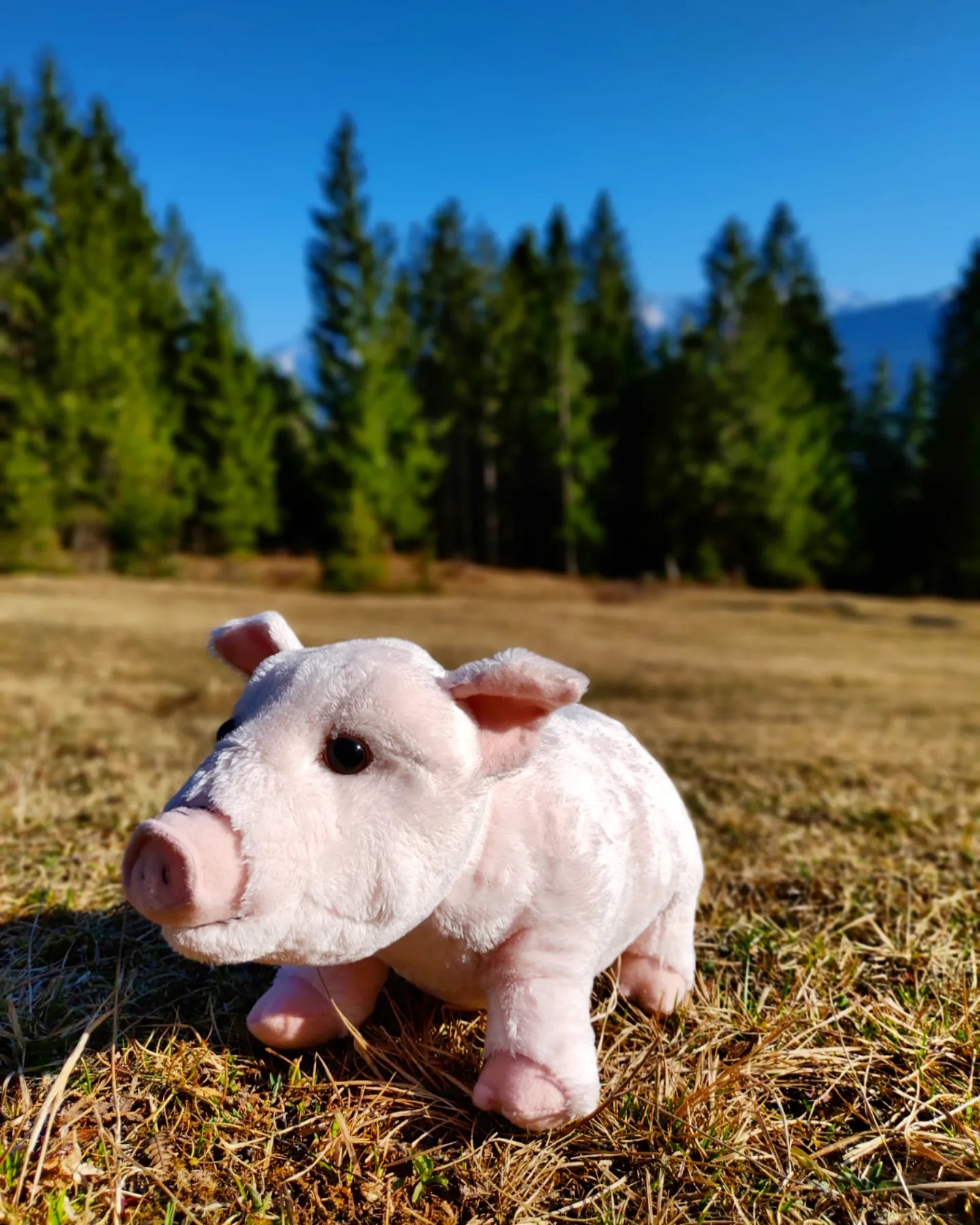 pig plush toy stuffed animal