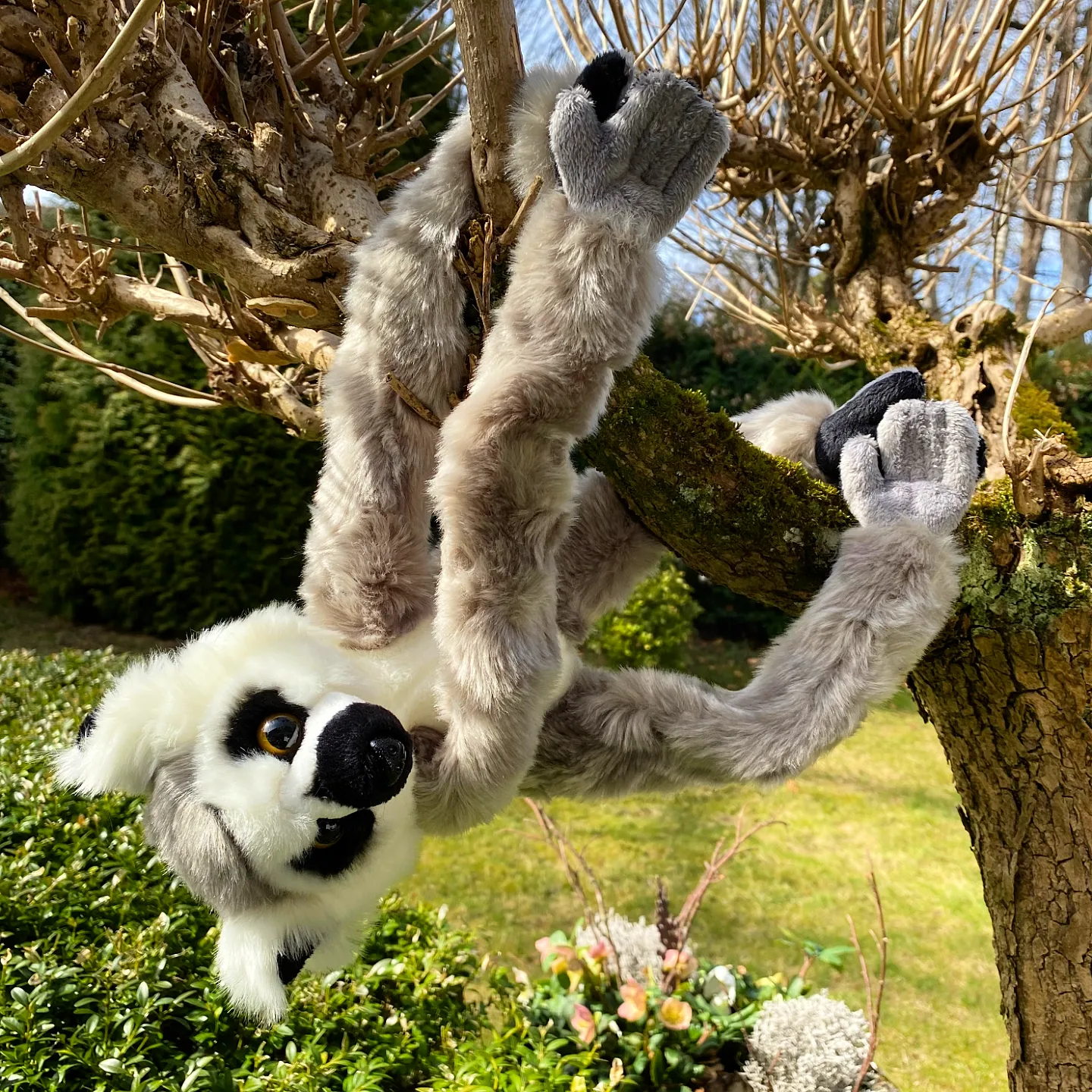 ring-tailed-lemur-plush-toy-stuffed-animal