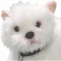 Preview: Plüschtier: Westie, West Highland Terrier stehend mit Leine | Kuscheltier | Stofftier