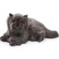 Preview: Cat Persian, grey | soft toy | stuffed animal | plush toy